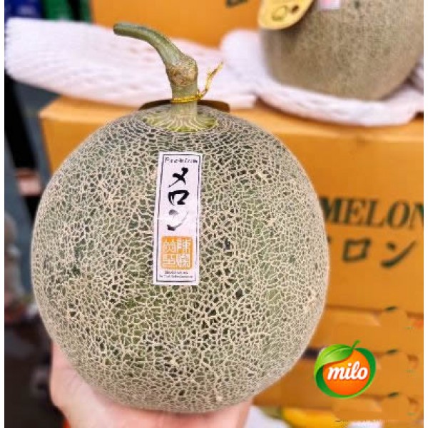 One box of specially selected Japanese Hami melons