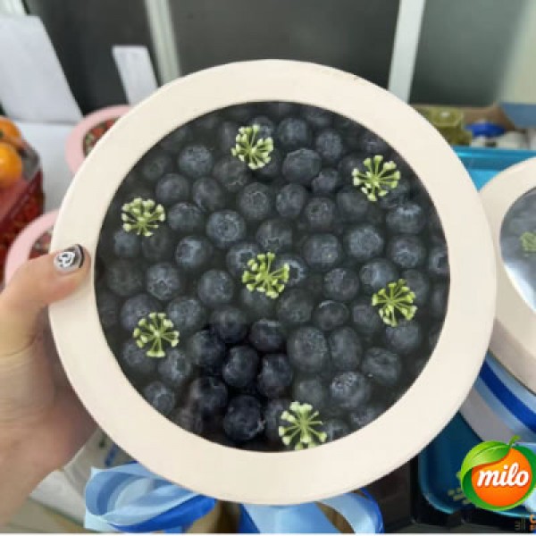 Blueberry gift box One blue