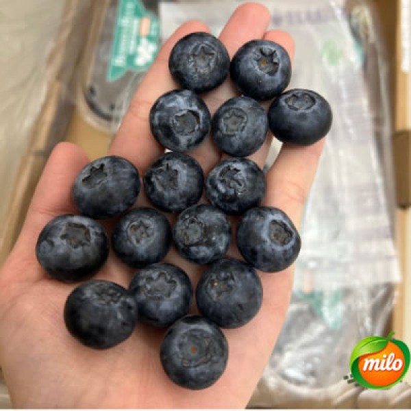 Bairui LAN Preferred Blueberry 200G Box 1