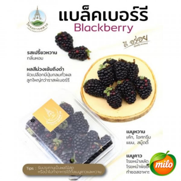 Royal Organic Blackberries 100g per box