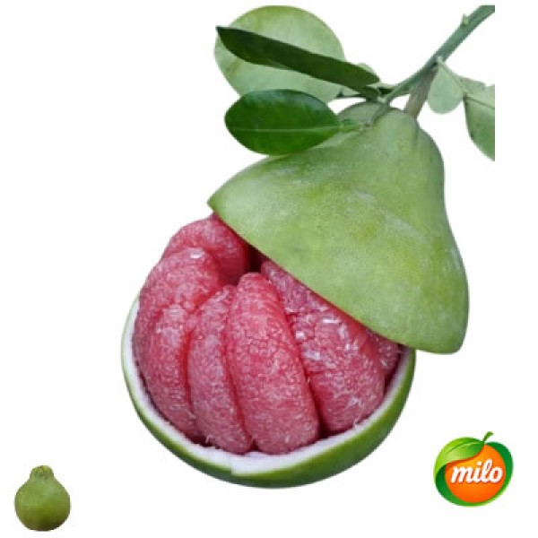 Red-fleshed pomelo