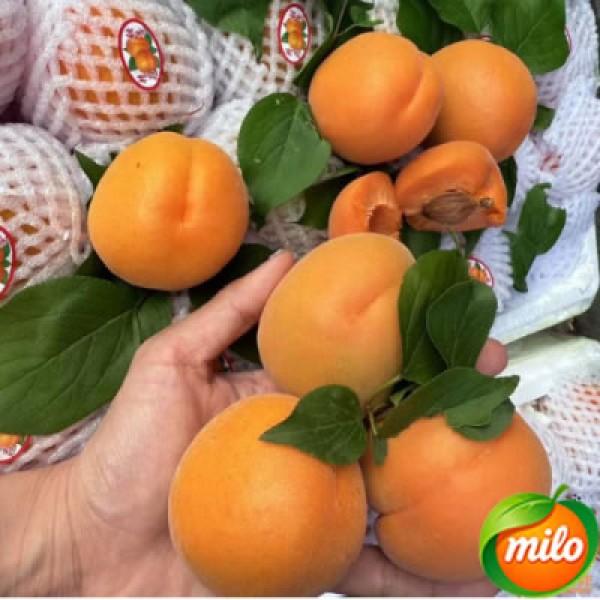 Selected apricots 4.5kg in 1 box