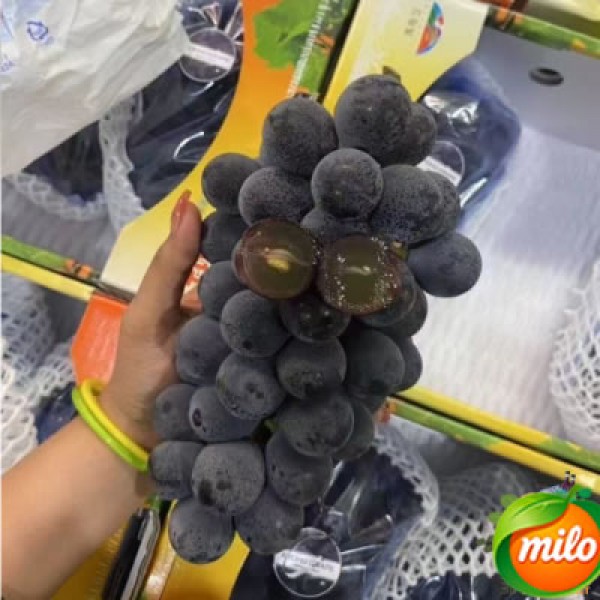 One bunch of Kyoho grapes imported from South Korea