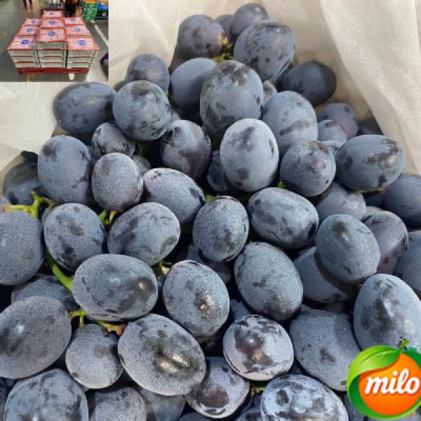 Half a box of specially selected black grapes from China