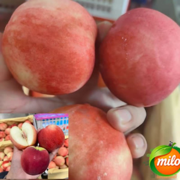 Half a box of specially selected Chinese nectarines