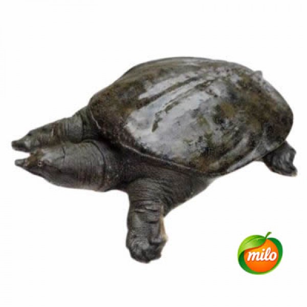1 kilogram of wild soft-shelled turtle