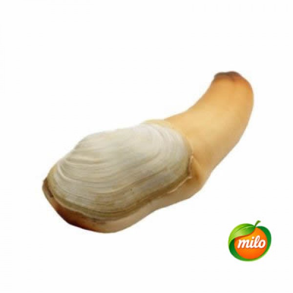 1kg of geoduck clam