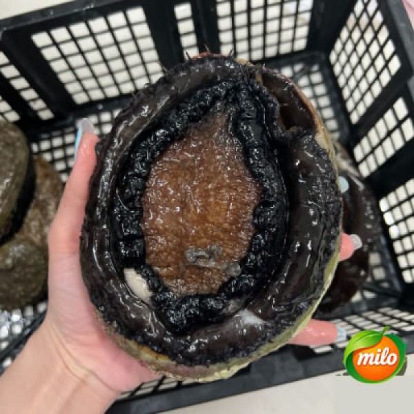 Live golden abalone from Australia