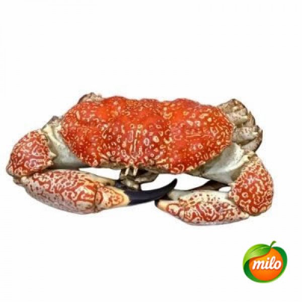 1kg of live emperor crab from Australia