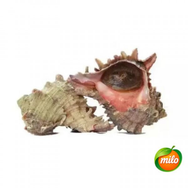 One live wild thousand-hand snail