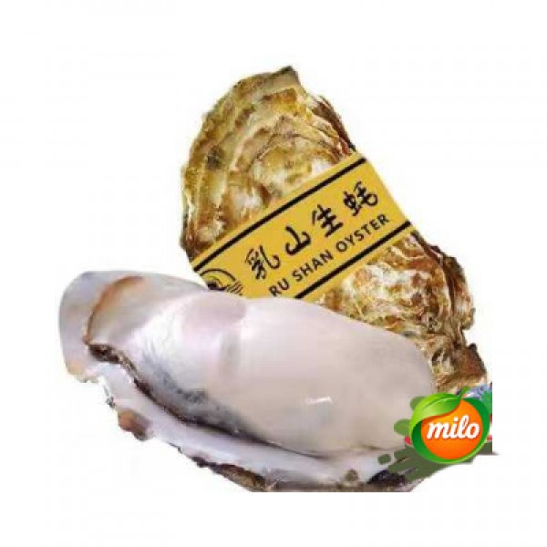 One Chinese oyster