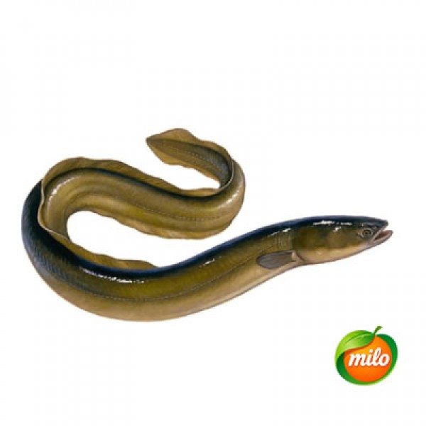 1 kilogram of eel