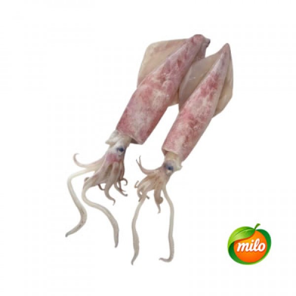 Squid 1kg