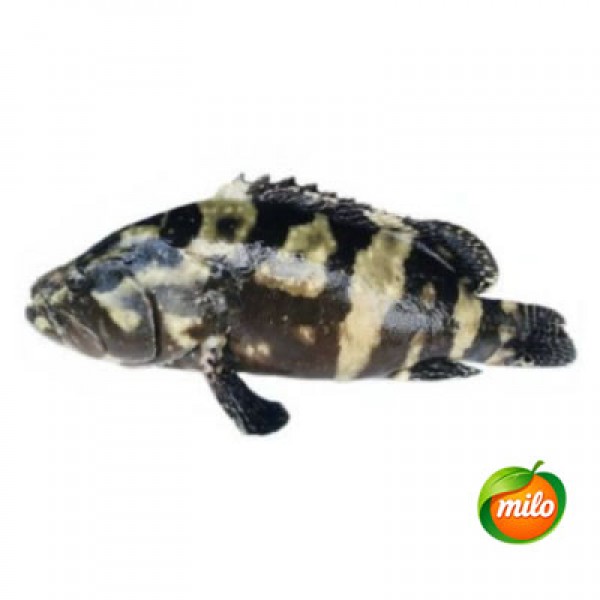 Tiger spot 1kg