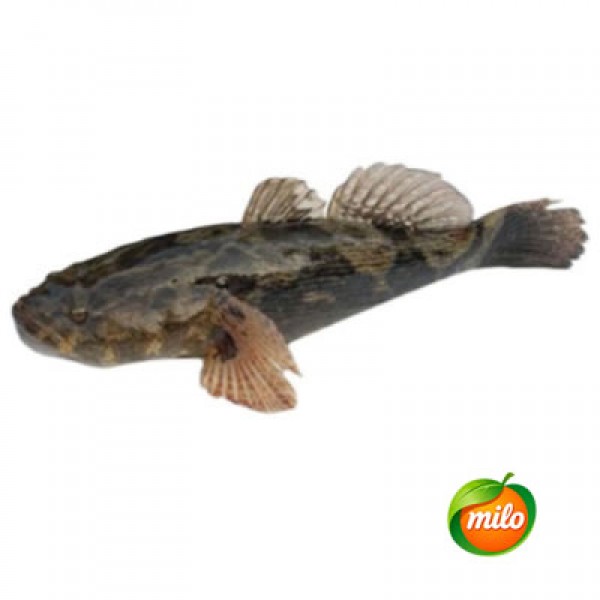 1kg of bamboo shell fish