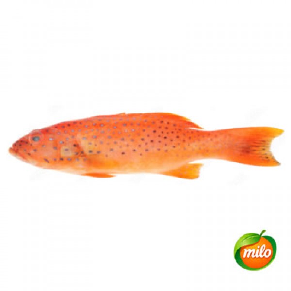 1kg of wild east star spot