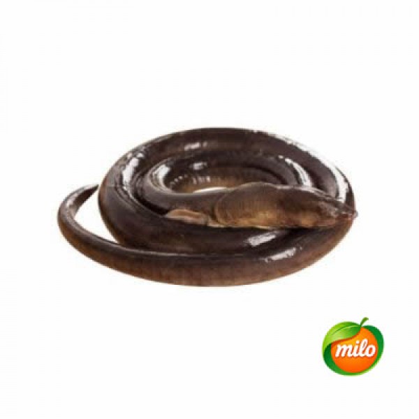Wild earth dragon 1kg