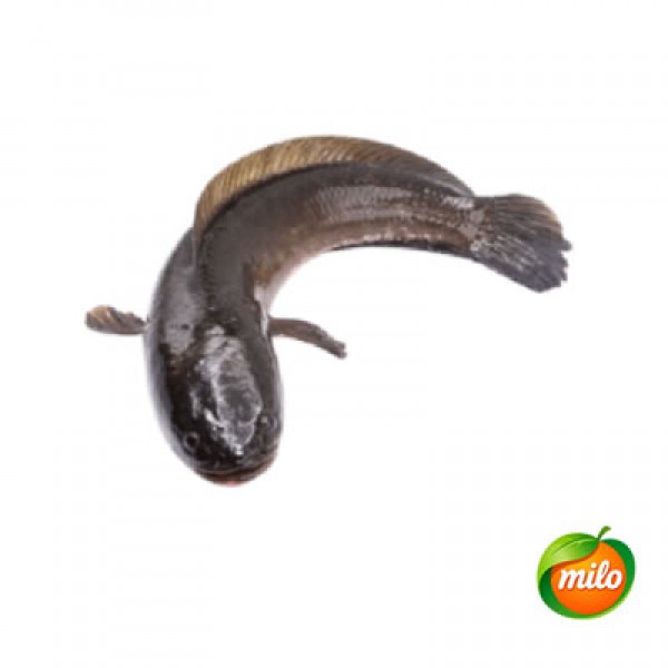 1 kilogram of wild mullet