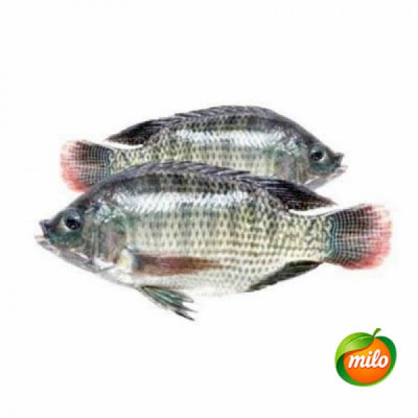 1 kilogram of wild mullet