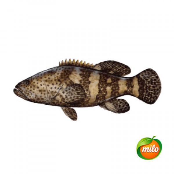 1kg of live wild grouper
