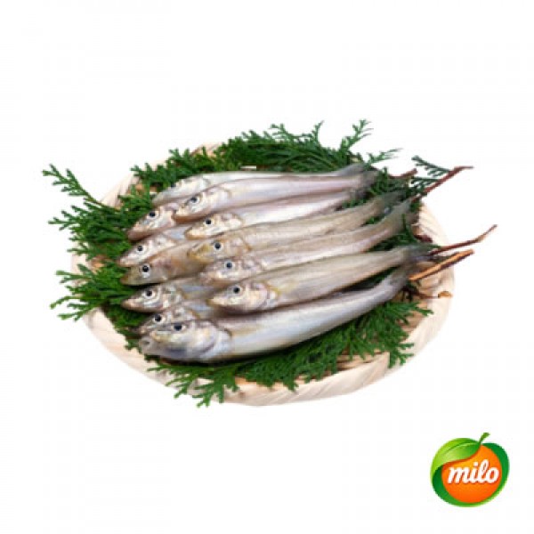 Sand tip fish 1kg