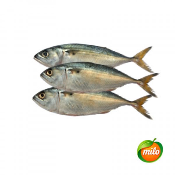 1kg of balang fish