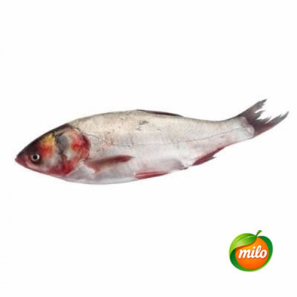 1 kilogram of large silver carp