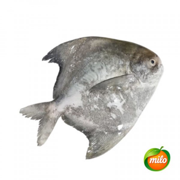 1kg of pomfret