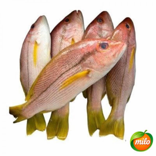 1kg of chilled red sea bream