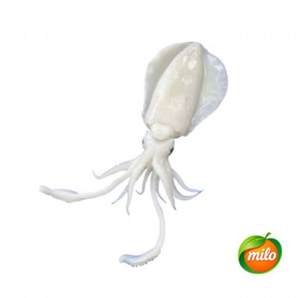 Large cuttlefish, 1kg