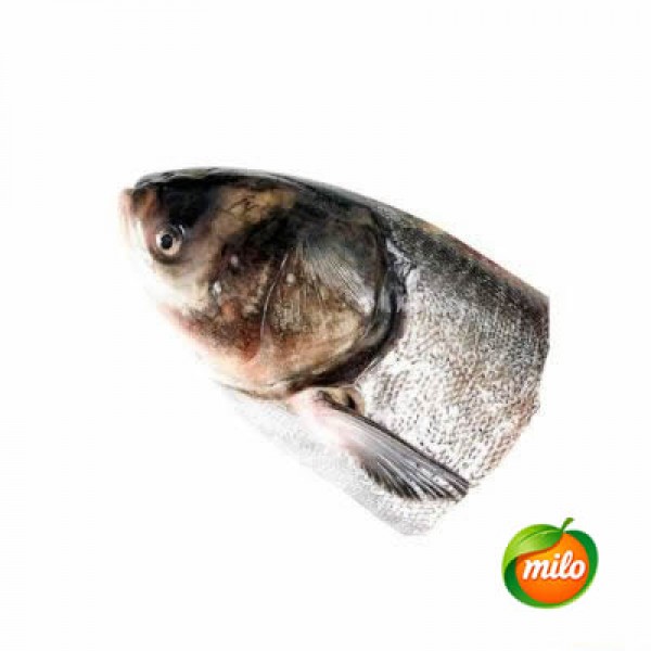 1 kilogram of bighead carp