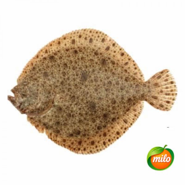 Turbot from South Korea, 1kg