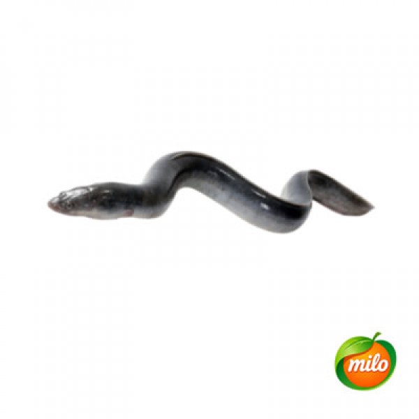 1kg of Ur eel