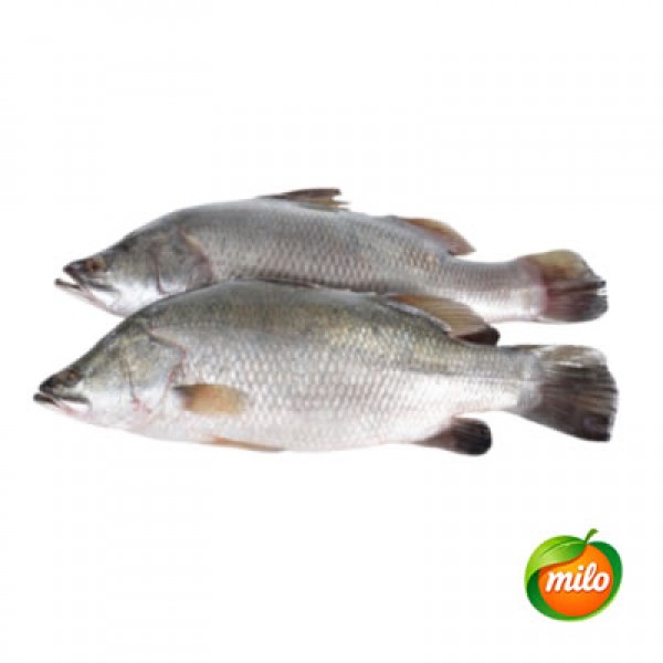 1 kilogram of medium and large-sized live sea bass