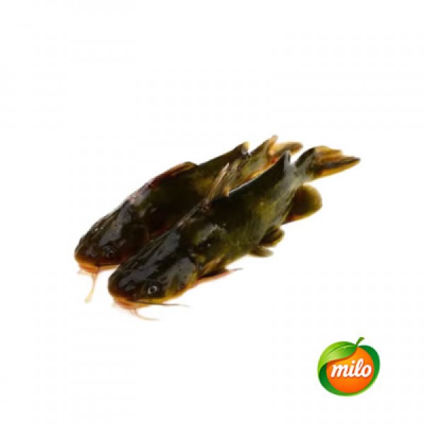 1kg of Chinese yellowbone fish