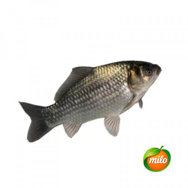1 kilogram of Chinese crucian carp
