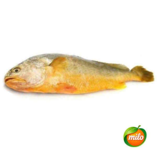 1kg of frozen yellow croaker from China