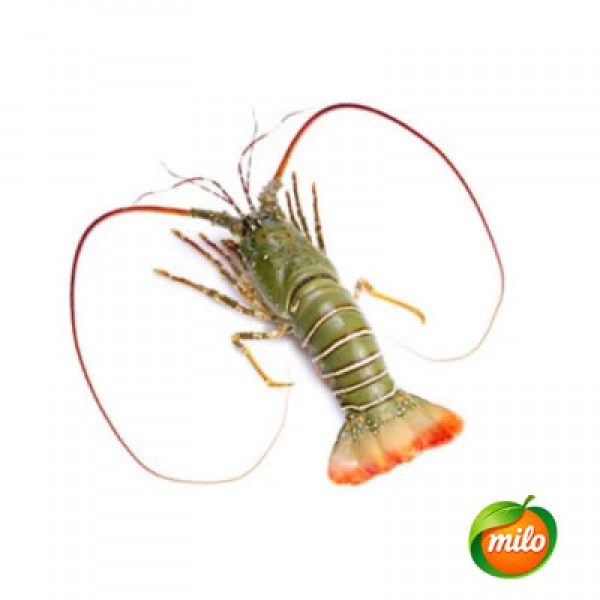 Qinglong 200-3--kg 