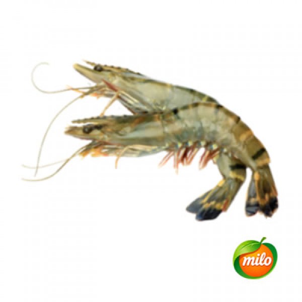 1kg of live bamboo joint shrimp