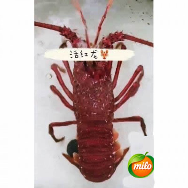 Wild Life Red Dragon 1kg