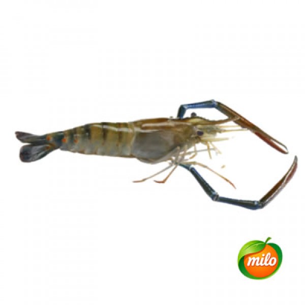 1kg of prawns