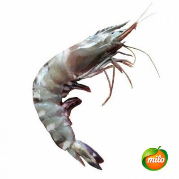 Fresh wild nine-section shrimp, 1kg in large size