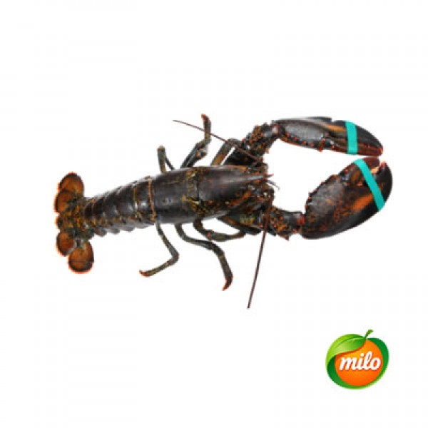 1kg of live Persian lobster from China