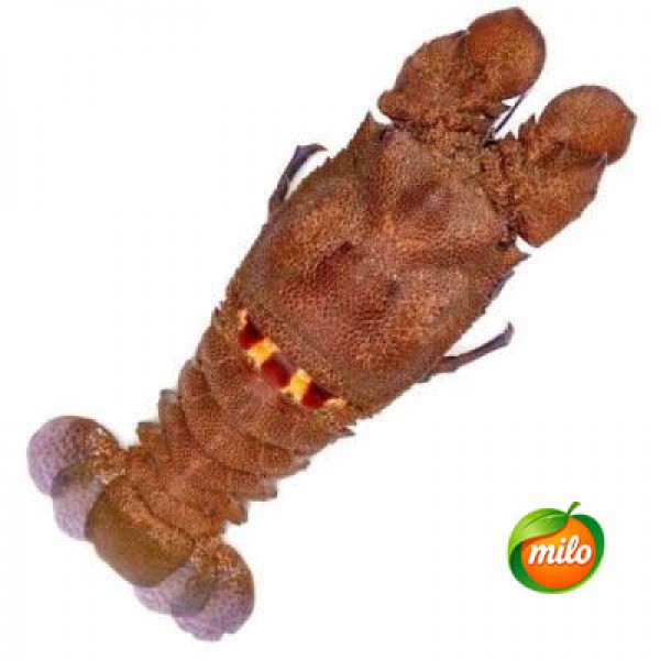 1kg of Chinese rhinoceros shrimp