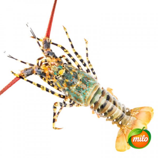 1.5 kilograms of colorful lobster