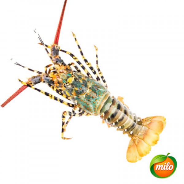 Colorful lobster, 1-1.4 kilograms