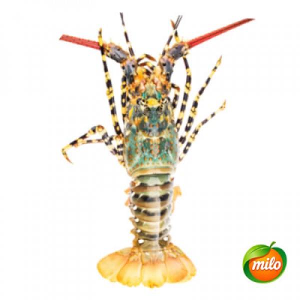 1 kilogram of colorful lobster