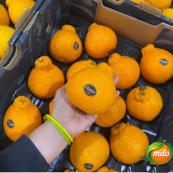 One ugly orange imported from Australia 