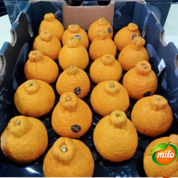 Australian imported ugly oranges are 17 to 18 per box