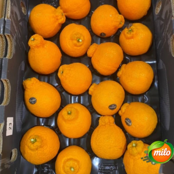 Half a box of imported ugly oranges from Australia